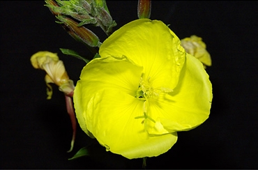 Flor de Onagra em luz visvel, Bjrn Rrslett / NN