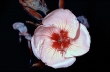 Flor de Onagra em luz ultravioleta, Bjrn Rrslett / NN