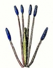 TETRADYNAMIA - flores com 6 estames : 4 iguais (maiores) e 2 iguais (menores).