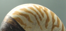 Uma concha de Nautilus 