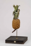 Modelo didático de ananás 