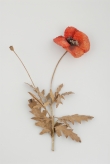 Modelo de papoila (<em>Papaver rhoeas</em>)